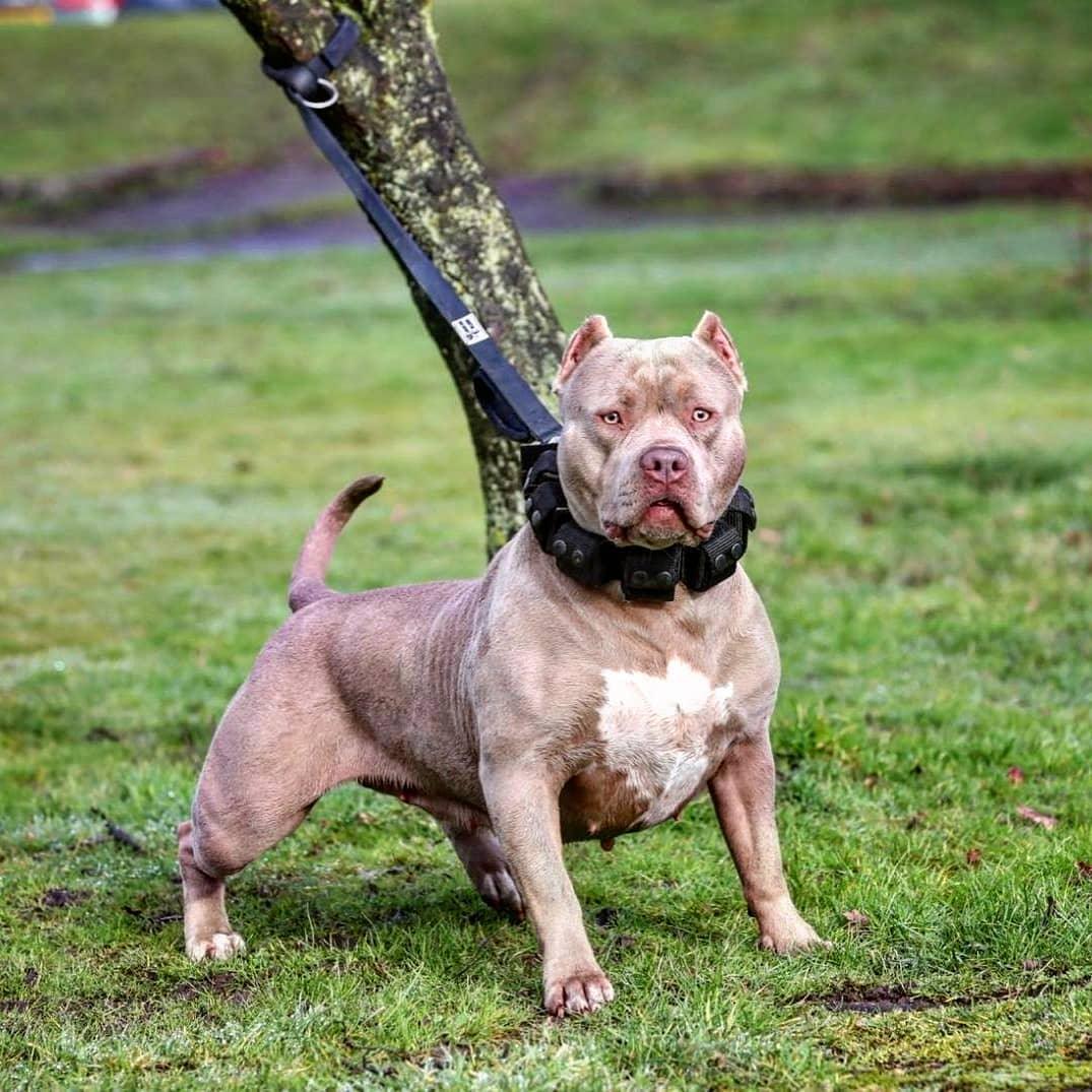 Weighted Training Collar (Large, 5 lbs)