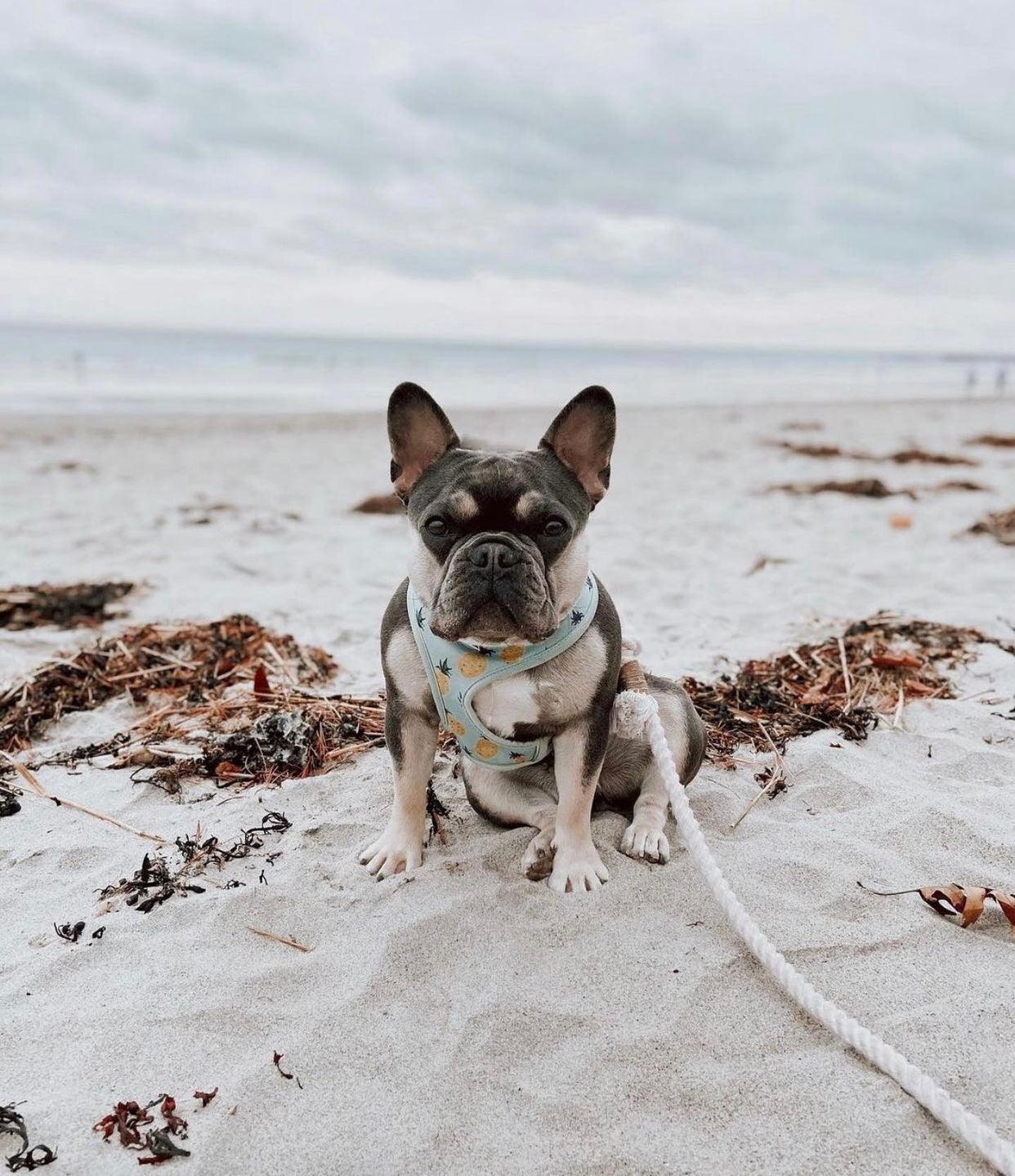 Rope Leash — Natural