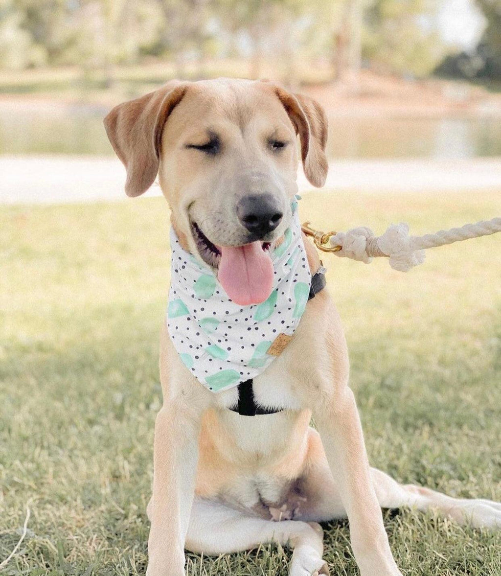 Rope Leash — Natural