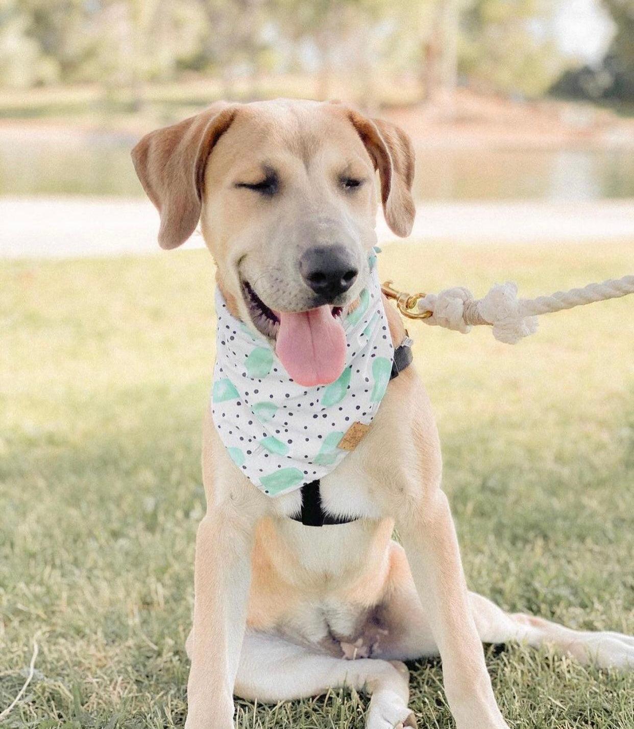 Rope Leash — Natural