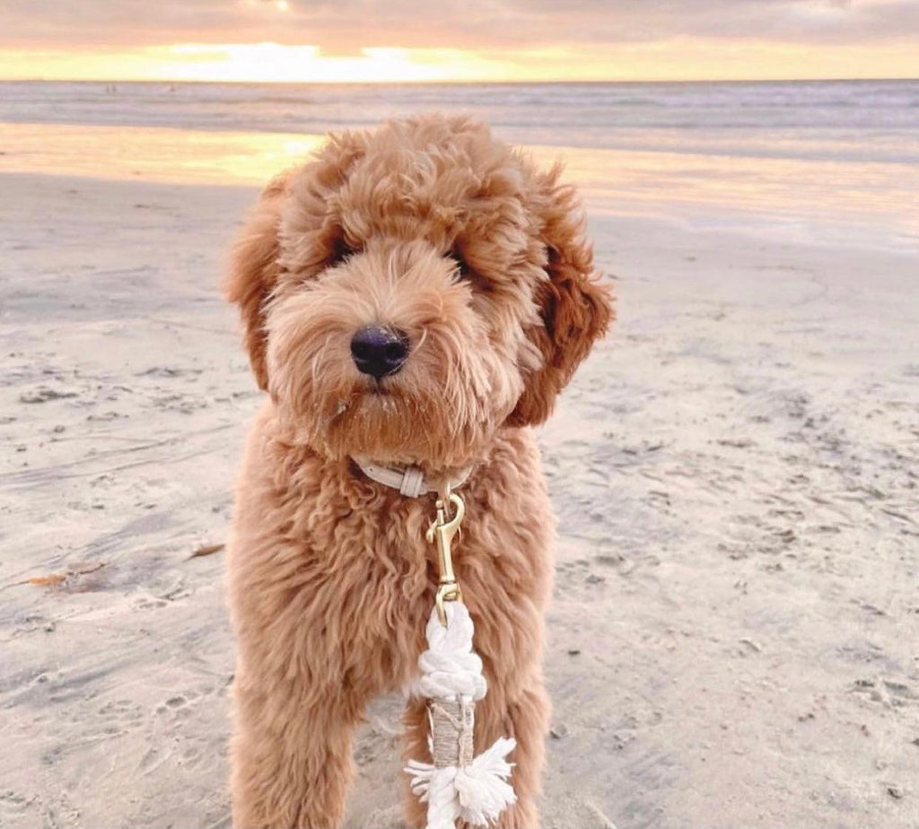 Rope Leash — Natural