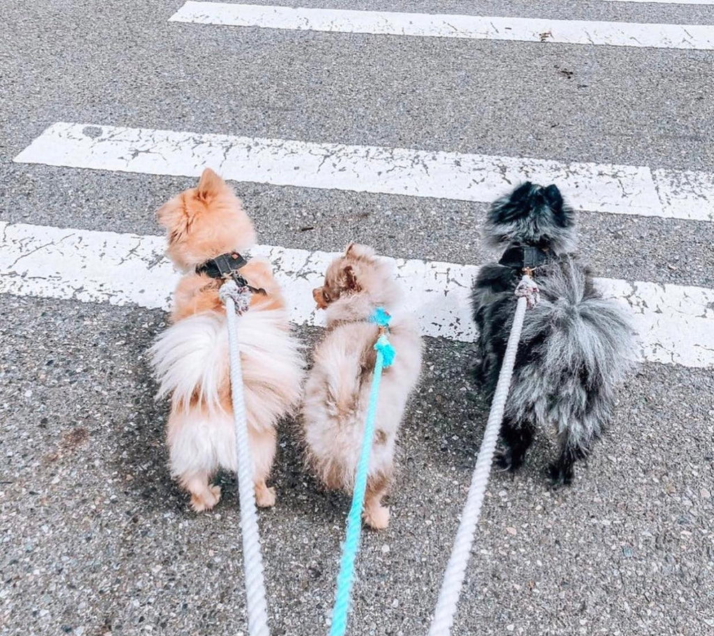 Rope Leash — Natural