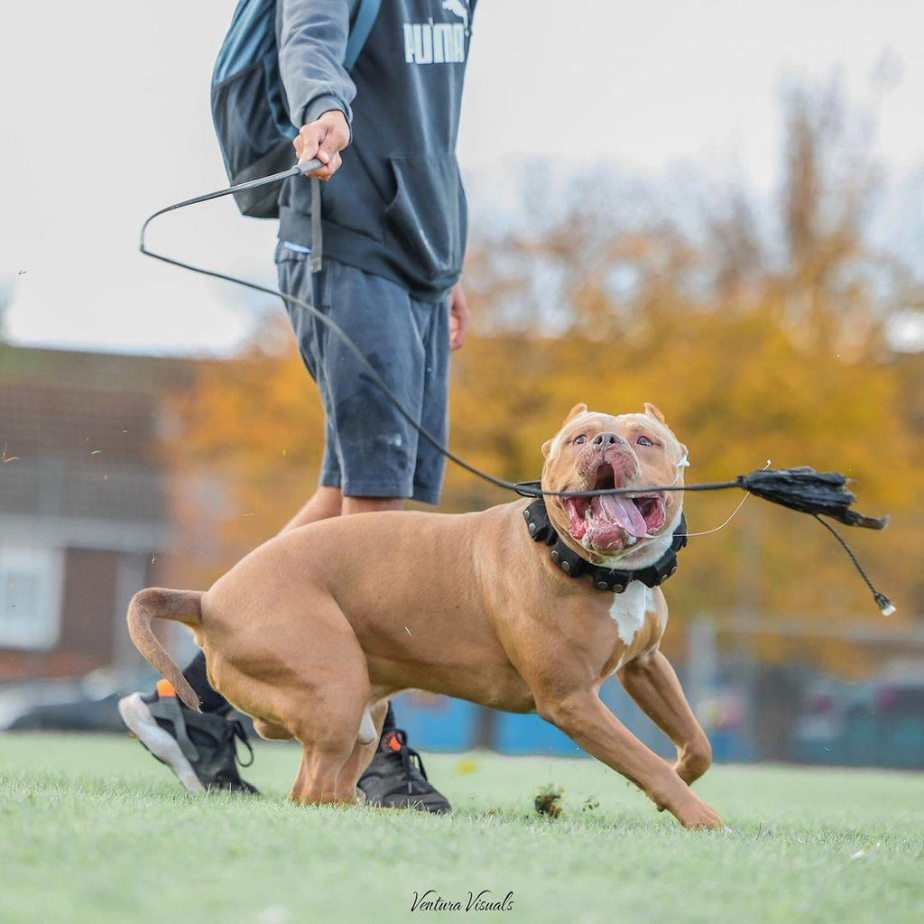 Weighted Training Collar (Large, 5 lbs)