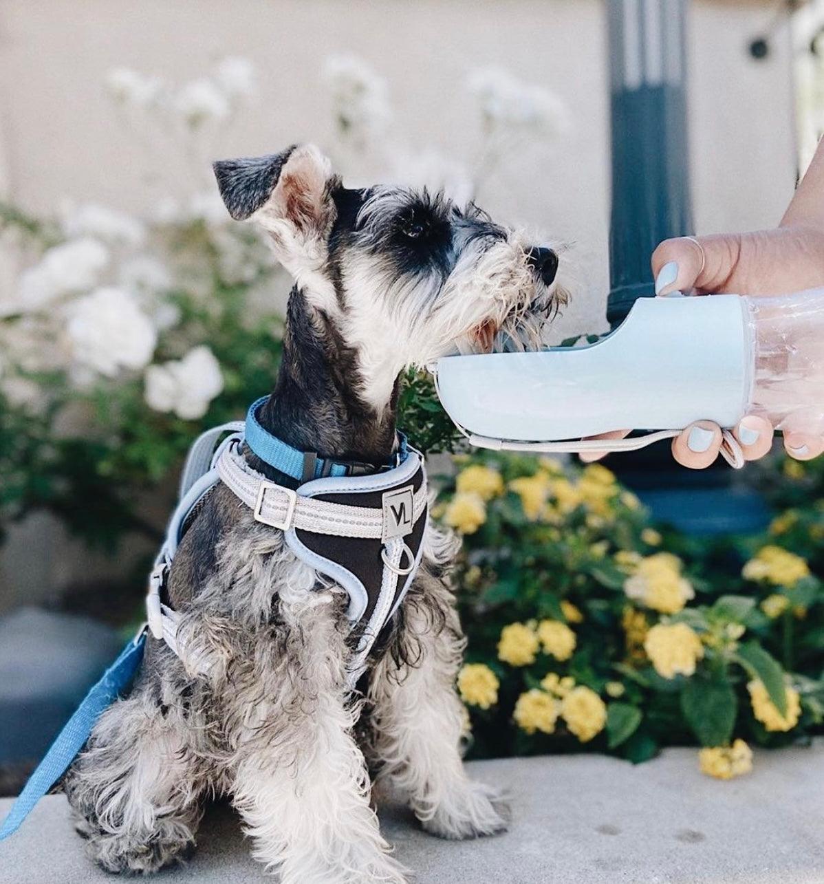 2-in-1 Portable Pet Feeder — Blue