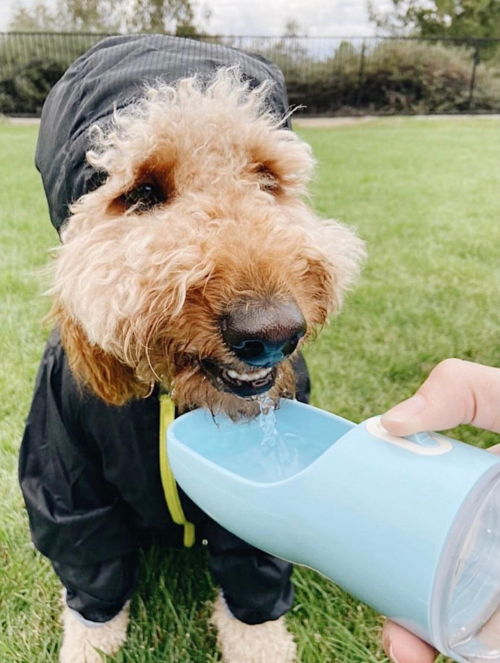2-in-1 Portable Pet Feeder — Blue