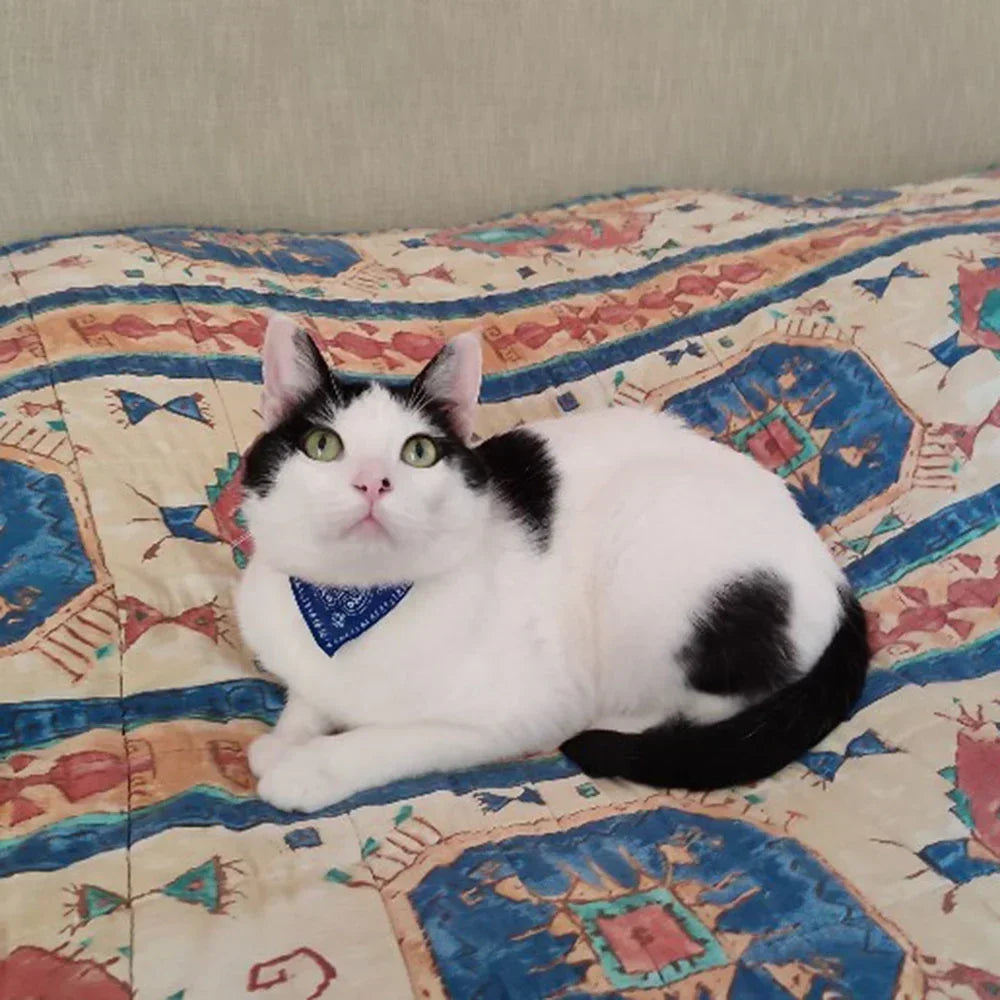 PU Leather Bandana Pet Collar