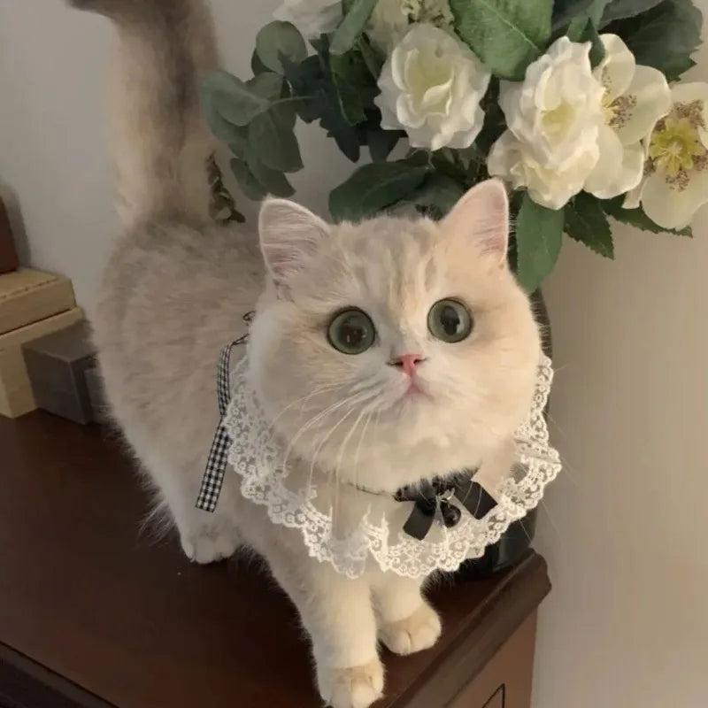 Silk Princess Cat Collar