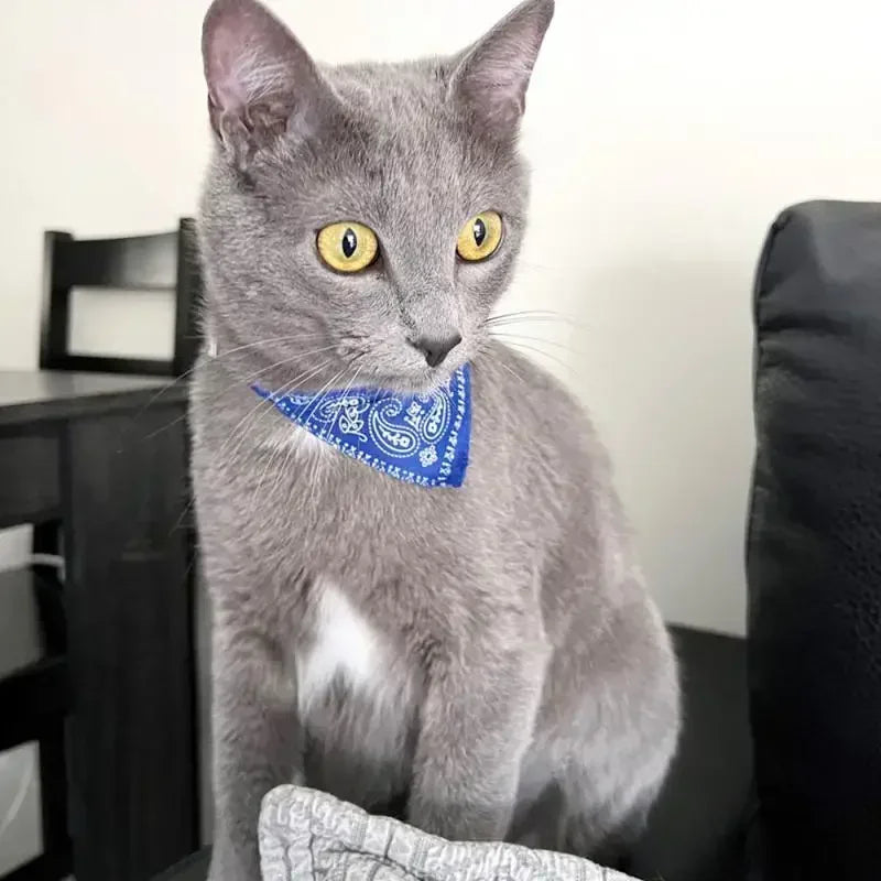 PU Leather Bandana Pet Collar
